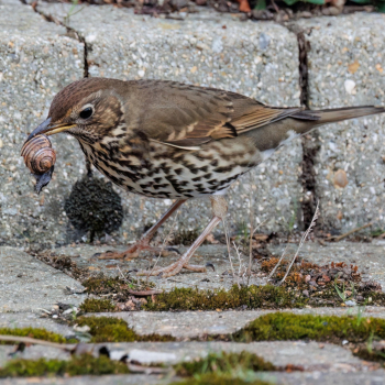 Grive musicienne (Turdus philomelos)